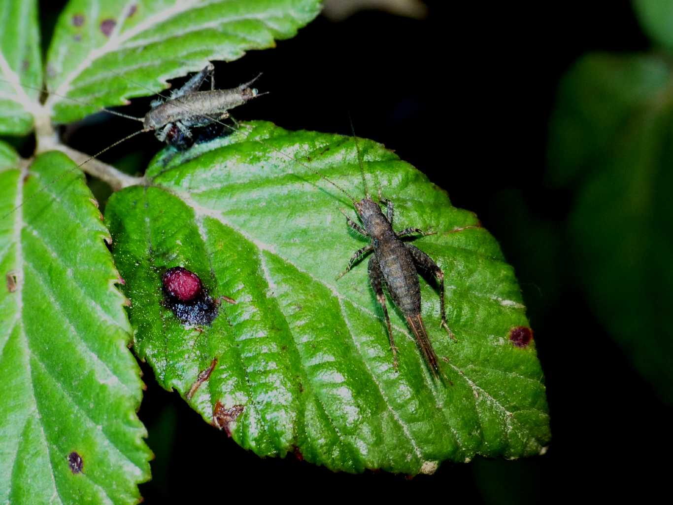 coppia di Arachnocephalus vestitus (Mogoplistidae)